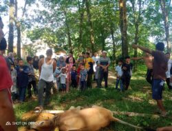 Warga Afdeling 1 Desa Batang Toru hadiri pelaksanaan penyembelihan qurban
