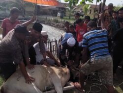 Sambut Hari Raya Idul Adha, Polsek Kualuh Hilir potong hewan Qurban 