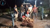 2 Pelaku pencurian kelapa sawit berhasil diamankan Pam Jaguar PTPN III KLAJI