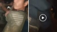 Begini Tanggapan APK PTPN III (Persero) Kebun Torgamba..!! Terkait Video Viral Pengamanan Satpam yang diduga lepaskan pencuri sawit