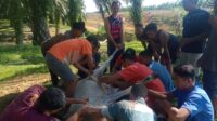 Rayakan Idul Adha 1444 H, Kebun Aeknabara Selatan Afdiling 8 laksanakan qurban