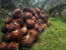 Harga Sawit di Labusel Alami Fluktuasi, Petani dan Pelaku Usaha Waspada