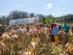 Sukses Panen Jagung Maxxi Agri, Gapoktan Namorambe Jaya Apresiasi Kualitas Benih Unggul