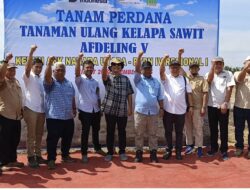 PTPN IV Regional 1 Kebun Aek Nabara Utara Melaksanakan Tanaman Ulang di Afdeling V